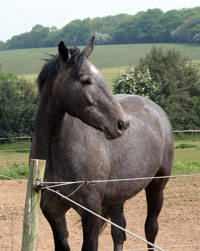 One of current livery guests