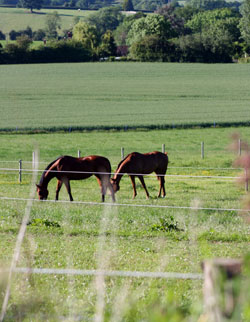 Horses enjoy the individual paddocks