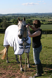 Horses in one of the paddocks at Ridgeway Livery Centre